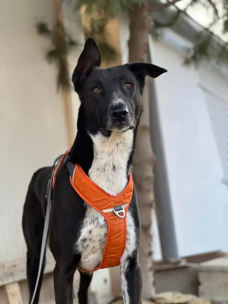 Oreo   2 years