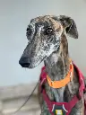 Alma    2 years