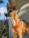 Diesel  1 year