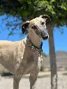 Sahara   5 years
