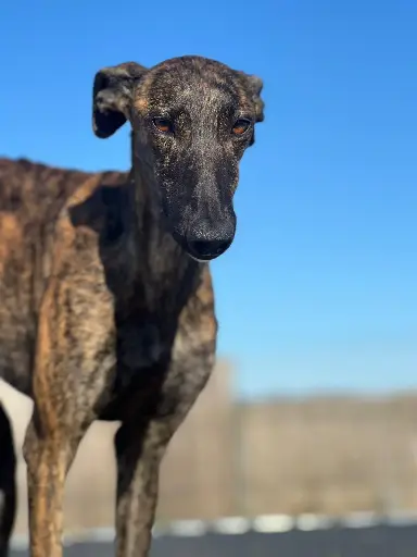 Maya  1 year