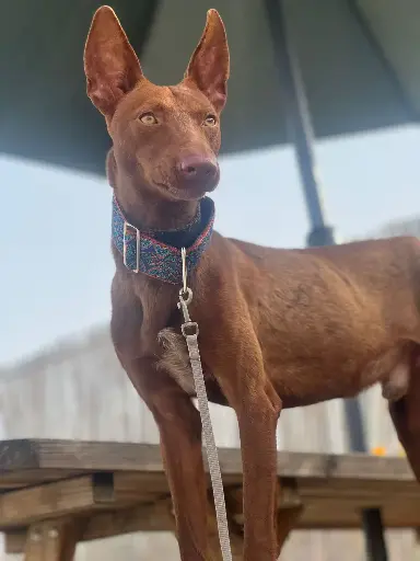 Nando   1,5 year