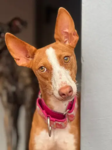 Luna  1,5 year