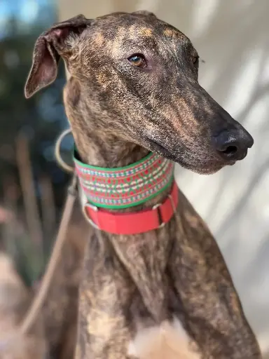 Duende  1 year
