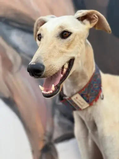 Canelo    1 Year