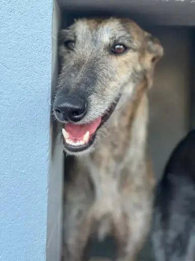Ricky  2 years
