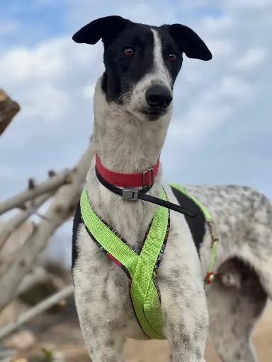 Charlie  5,5 years
