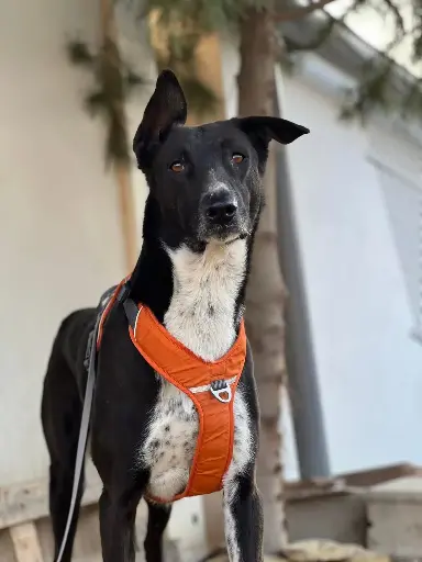Oreo   2 years