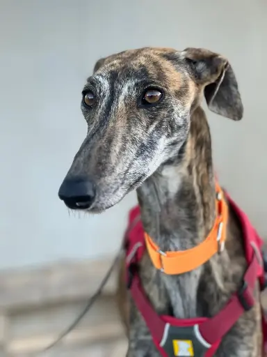Alma    2 years