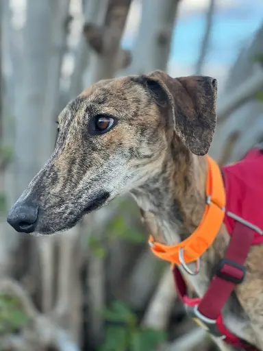 Tina   2 years