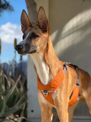 Diesel  1 year
