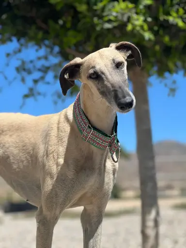 Sahara   5 years