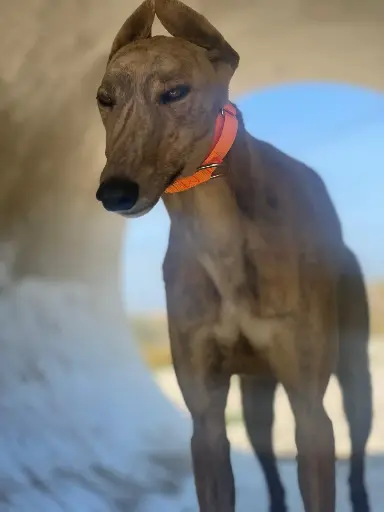Fiona   2,5 years