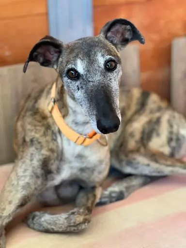 Farandula   5,5 years