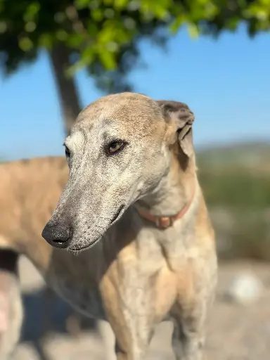 Kira  3 years